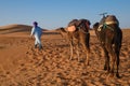 Berber man leading caravan, Hassilabied, Sahara Desert, Morocco Royalty Free Stock Photo