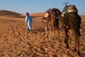 Berber man leading caravan, Hassilabied, Sahara Desert, Morocco Royalty Free Stock Photo