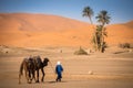 Berber man leading caravan, Hassilabied, Sahara Desert, Morocco Royalty Free Stock Photo