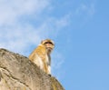 Berber monkey Royalty Free Stock Photo