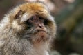 Berber Monkey Royalty Free Stock Photo