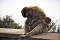 Berber monkey with baby