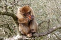 Berber monkey eating orange