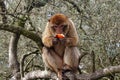 Berber monkey eating orange