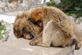 Berber monkey mother and baby