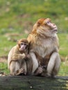 Berber monkey mother and child Royalty Free Stock Photo