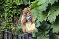 Berber monkey playing with paper