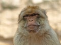 Berber monkey Royalty Free Stock Photo