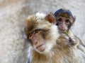 Berber monkey Royalty Free Stock Photo