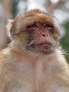 Berber Monkey Royalty Free Stock Photo