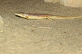 Berber skink Royalty Free Stock Photo