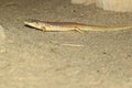 Berber skink