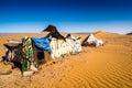 Berber tents in desert in Zagora province in Morocco Royalty Free Stock Photo