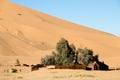 Berber Tents in Merzouga Dunes - Morocco Royalty Free Stock Photo