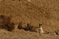 Berber village of Idaou Hirt. Ksar of the Souss Massa region, Morocco