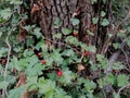 Berberidaceae tree with nature light and close up