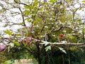 Berberidaceae tree with nature light and close up