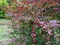 Berberidaceae tree with nature light and close up