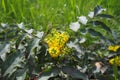 Berberis aquifolium, Oregon grape or holly-leaved barberry, flowering plant in family Berberidaceae, evergreen shrub