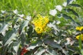 Berberis aquifolium, Oregon grape or holly-leaved barberry, flowering plant in family Berberidaceae, evergreen shrub