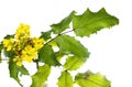Berberis aquifolium pursh with yellow flowers.
