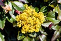 Berberis aquifolium pursh with yellow flowers