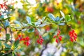 Berberis shoot with small red berries and blurred background Royalty Free Stock Photo