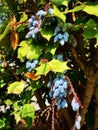 Berberis bealei, ornamental plant