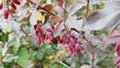 Berberis berry on autumn bush. Colorful heathy food.