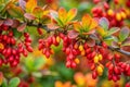 Berberis collection a diverse selection. generated using AI.