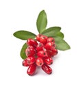 Berberis fruits Royalty Free Stock Photo