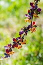 Berberis in the garden in sunny day