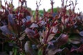 Berberis ottawensis Auricoma