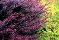 Berberis thumbergii atropurpurea red-leaved shrub with thorns close-up of spring twigs