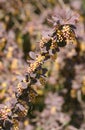 Berberis thunbergii