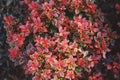 Berberis thunbergii Admiration close up in summer Royalty Free Stock Photo