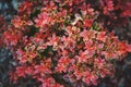 Berberis thunbergii Admiration close up in summer