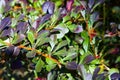Berberis thunbergii artopurpurea Royalty Free Stock Photo
