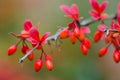 Berberis thunbergii Atropurpurea Royalty Free Stock Photo