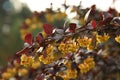 Berberis thunbergii Atropurpurea