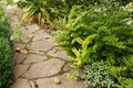 Berberis thunbergii Aurea and dead-nettle - ground cover plants