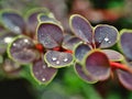 Berberis thunbergii colorful violet ornamental shrub twig with leaves detail