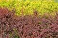 Berberis thunbergii DC., variety `Atropurpurea` against the background of Japanese spira Spiraea japonica L.f., variety `Golden