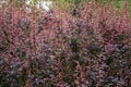 BERBERIS thunbergii f. atropurpurea `Rose Glow`. Japanese Barberry