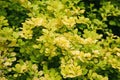 Berberis thunbergii - Japanese barberry shrub with yellow green foliage in spring Royalty Free Stock Photo