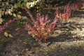 Berberis thunbergii the Japanese barberry, Thunberg`s barberry, or red barberry grow in the flowerbed.