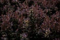 Berberis thunbergii, Japanese purple barberry bush Royalty Free Stock Photo