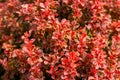 Berberis thunbergii Orange Rocket Japanese Barberry Hardy Shrub Royalty Free Stock Photo