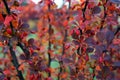 The bush of Berberis thunbergii Green Carpet in the autumn