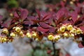 Berberis thunbergii \'Rose Glow\' in Bloom